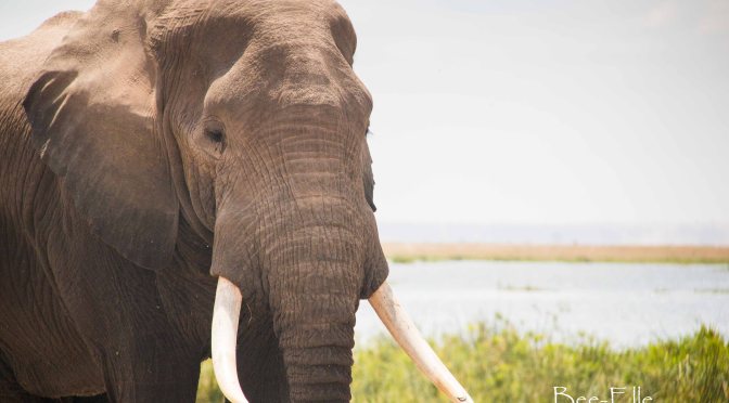 1.29 million voice their opposition to the ivory trade in a petition to the EU